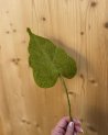 Feuille d'arum décorative en laine