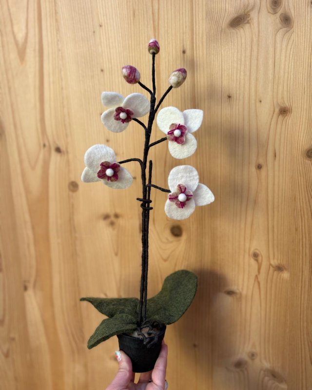 Orchidée blanche en...
