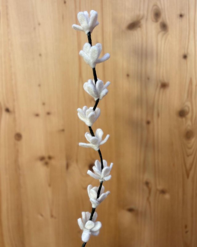 Branche de genêts blancs en...
