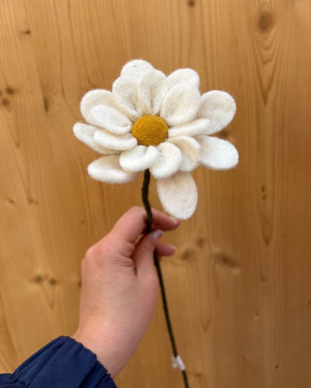 Anémone décorative blanche...