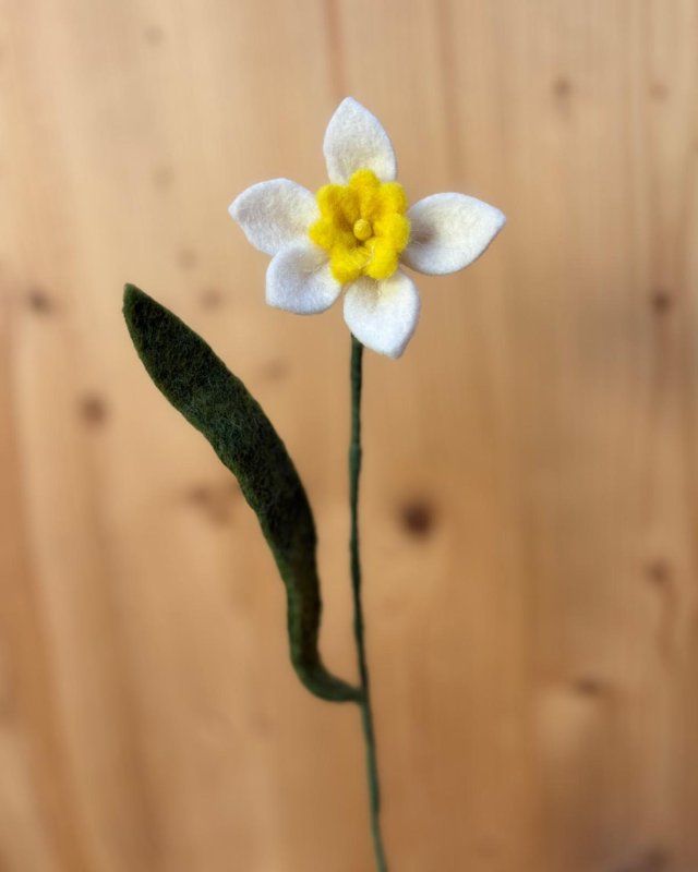 Jonquille blanche...