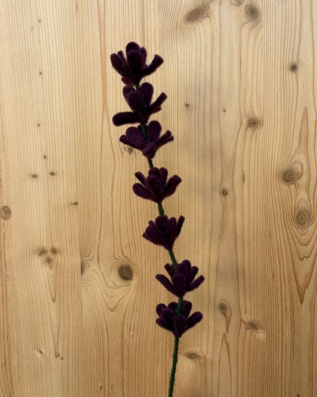 Branche de genêts violet...