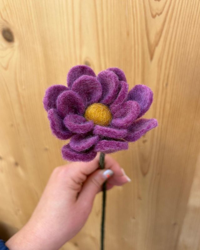 Anémone décorative violette...