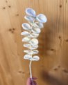 Branche d'eucalyptus blanc en laine feutrée