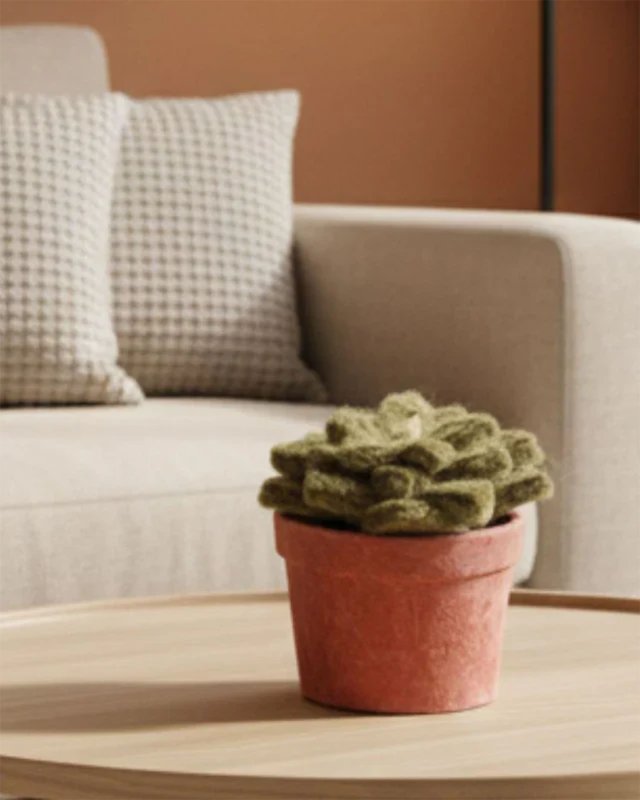 Petite succulente en...