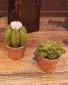 Petite succulente en feutrine avec son pot en papier